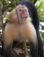 munk